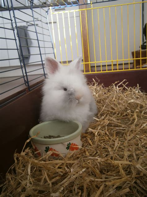 fluffy bunny cute pinterest