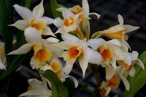 pin  diana sondore  orchid wishlist orchids plants garden