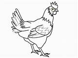Coloring Pages Chickens Popular sketch template