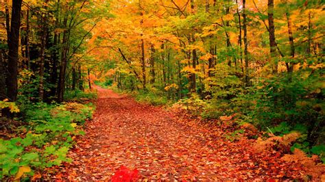 Woodland Walks For Autumn And Winter Huffpost Uk Life
