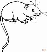 Mouse Coloring Pages Drawing sketch template