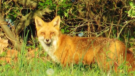 light shine  fox