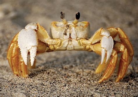 crab wild life world
