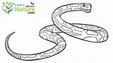 Snake Coloring Pages Snakes Color sketch template