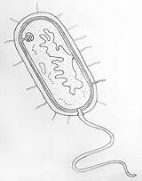 Bacteria Prokaryotic Neat Bacterias Organisms Bacterial Prokaryotes Procarionte Celula Flagella Relacionada Microscopic sketch template