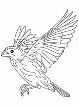 Coloring Flight Pages Canary Flying Bird Grosbeak Finch Drawing Sparrow Birds Blue Color Draw Printable Beowulf Getdrawings Clip Library Clipart sketch template