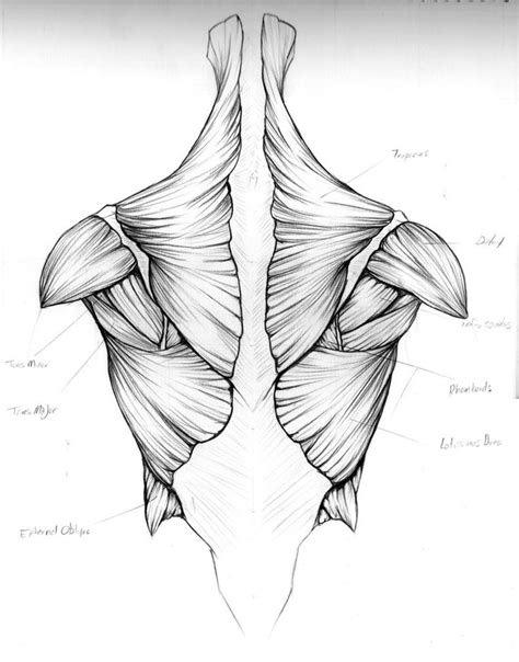 anatomy sketch  yosh anatomia  corpo humano corpo
