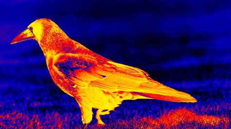thermal imaging drones   invisible visible  thermal drones