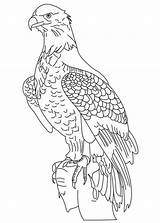 Bald Eagle Adler Aquila Reale Eagles Ausmalbild Aquile Coloringhome Letzte Scaricare sketch template