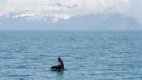 Orca Wildlife Wild Alaska Live