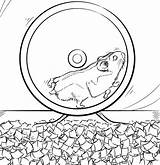Hamster Coloring Pages Dwarf Getcolorings sketch template