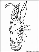 Crayfish Crawfish Louisiana Mardi sketch template