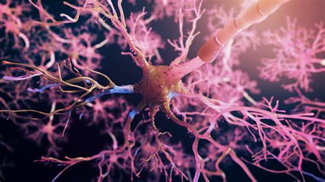 real neuron synapse network  animation flight  brain nervous