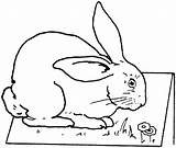 Rabbit Coloring Pages Table Bunny Printable Animals Kids Cute Gif Bestcoloringpagesforkids sketch template