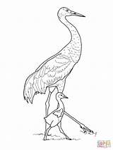 Crane Coloring Sandhill Pages Cranes Baby Bird Outline Printable Drawing Japanese Birds Brolga Color Kids Print Click Drawings Search Coloringbay sketch template