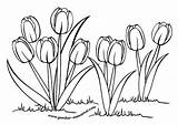 Bunga Mewarnai Tulip Sketsa sketch template