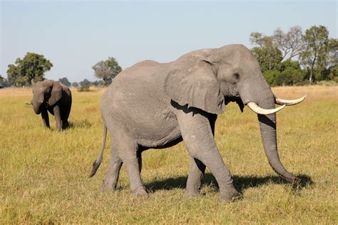 botswana med nodappell etter elefant massedod