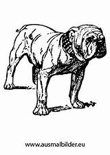 Ausmalbilder Hunde Bulldogge Ausmalen Ausmalbild Ausdrucken Hund Terrier Dackel Boxer Kostenlosen Welpen Schlafende Haustiere Jagdhund Bulldog sketch template