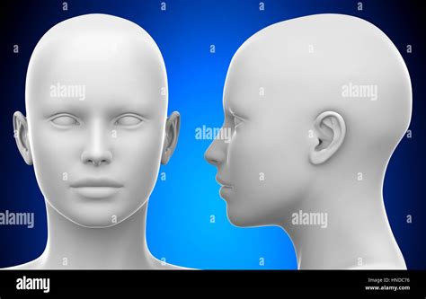 blank white female head side  front view  illustration stock