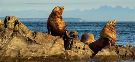 steller sea lion  marine mammal center