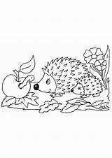 Hedgehog Coloriage Saisons Dessin Imprimer Ce1 Colorier sketch template