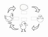 Cycle Chicken Label Cycles sketch template