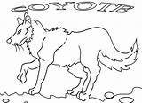 Coyote Howling Coloring Pages Getcolorings Color sketch template