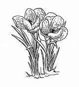 Crocus Flowers Coloring Illustration Clipart Clip Transparent Flower Background Pages Drawings Line Getcolorings Pinclipart Drawing Publicdomainpictures Shading sketch template