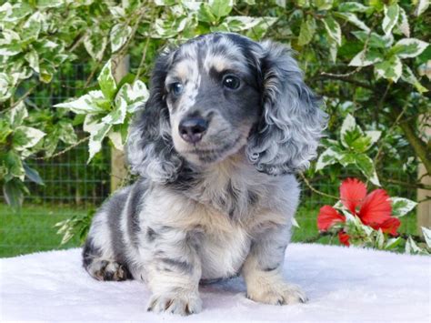 long haired dapple dachshund puppy  sale photo bleumoonproductions