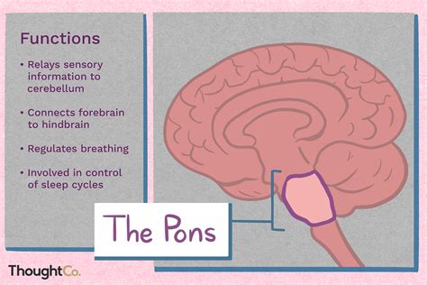 location  function   pons   human brain