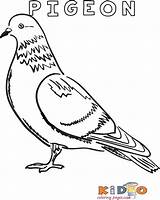 Pigeon Colouring Kidocoloringpages sketch template
