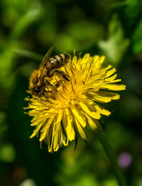 bee flower  behance