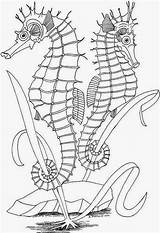 Bordar Animales Bordados Seascape Colouring Seahorse Sophia Pamme Coupons sketch template