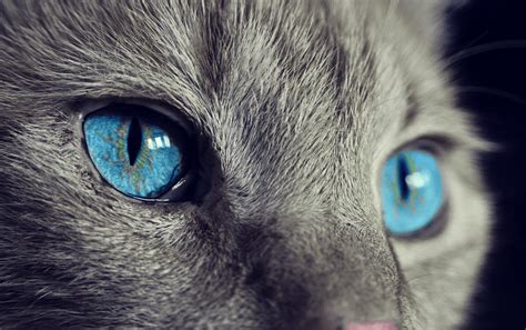 vet   wrong   cats eye iheartcatscom