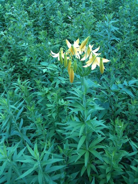 transformational gardening canada lily wild yellow lily meadow lily