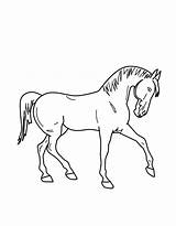 Paard Kleurplaat Kleurplaten Paarden Tekenen Fries Prachtig Honden Roblox Downloaden Op Uitprinten sketch template