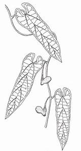 Aristolochia Aristolochiaceae sketch template