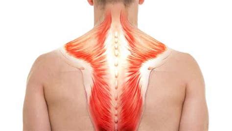 Anatomía De Los Músculos De La Espalda Mejor Con Salud