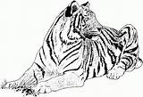 Coloring Tiger Pages Realistic Popular sketch template