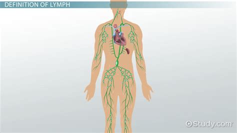 What Is A Lymph Definition And Anatomy Video And Lesson Transcript