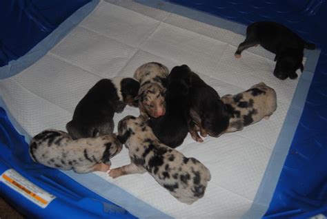 shamrock rose aussies exciting news summer litters coming expected 2nd week in july ready