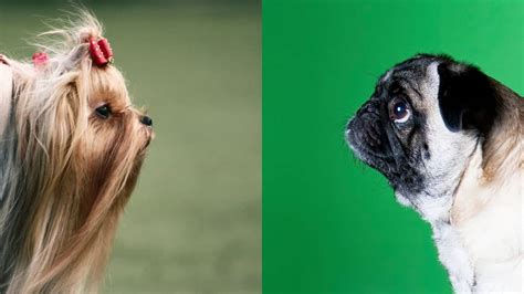 whats  difference  hair  fur  dogs pug friend
