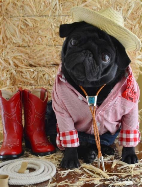 15 pugs who dress to impress for every occasion