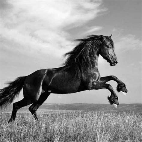 black  white photography images black  white horse wallpaper  background