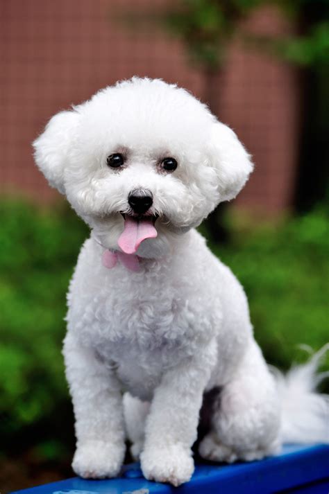 bichon frise dog breed information characteristics daily paws