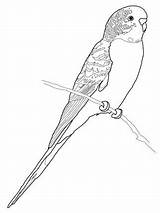 Coloring Parrot Budgie Pages Budgerigar Printable Perruche Coloriage Bird Print Supercoloring Imprimer Drawing Budgerigars Parakeet Colouring Adult Color Parrots Drawings sketch template