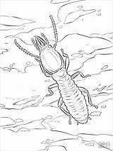 Termites Coloringbay sketch template
