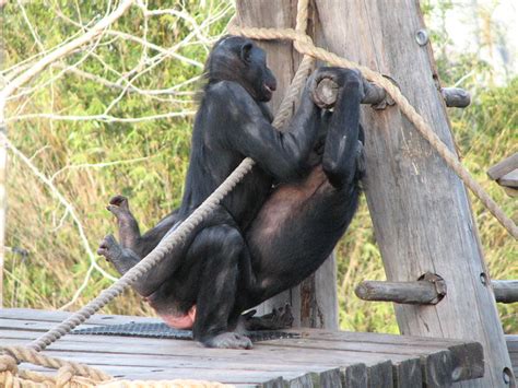 bonobo porn flickr photo sharing