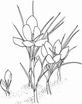 Crocus Coloring Pages Flower Saffron Printable Disegno Supercoloring Flowers Prairie Da Drawing Getdrawings Categories Bacheca Scegli Una Fiori sketch template