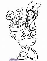 Daisy Coloring Duck Pages Disneyclips Flowers Margarida Minnie Para sketch template